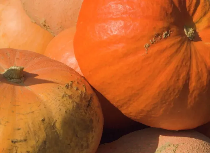 Framed Print : Close-up Print of Pumpkins Framed Print : Close-up Print of Pumpkins