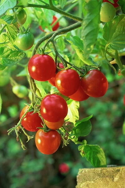 Close-up of a truss of red and ripening vine tomatoes on a tomato plant