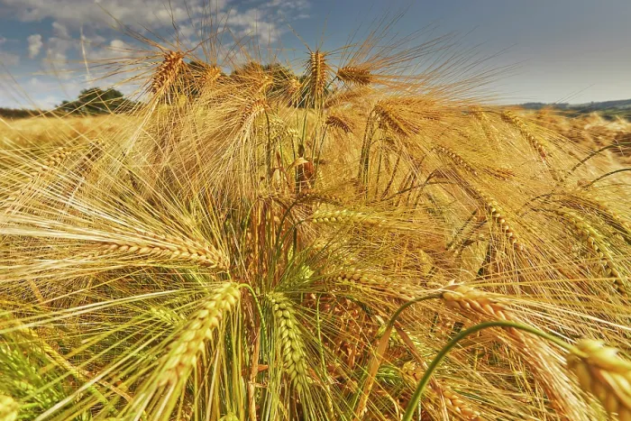Framed Print : Close-up Print of Mature Barley in Devon Field Framed Print : Close-up Print of Mature Barley in Devon Field