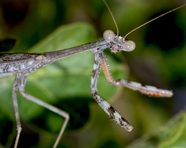 Closeup of a male Praying Mantis native to Arizona on the hunt for a female, Arizona