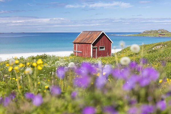Colorful flowers on green meadows frame the typical rorbu surrounded by turquoise sea