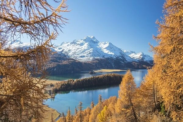 Colorful woods around Lake Sils framed by snowy peaks in the background, Maloja