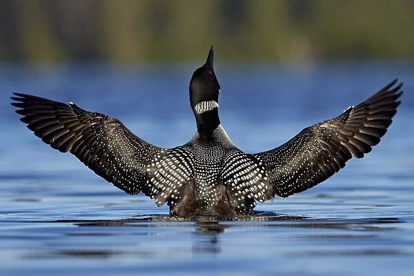 Common Loon (Gavia immer) stretching its wings, Lac Le Jeune Provincial Park, British Columbia