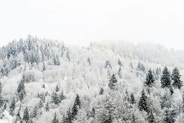 Conifer trees in the Austrian Alps dusted with snow, Austria, Europe