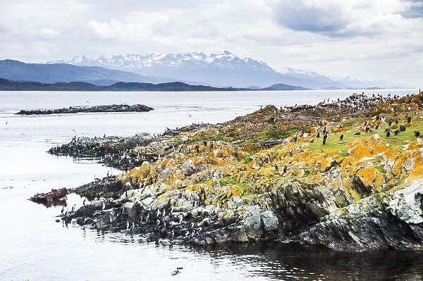 Cormorant colony on an island at Ushuaia in the Beagle Channel (Beagle Strait), Tierra Del Fuego