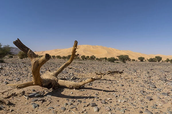 Crabs claw Arakao sand dune, Tenere Desert, Sahara, Niger, Africa