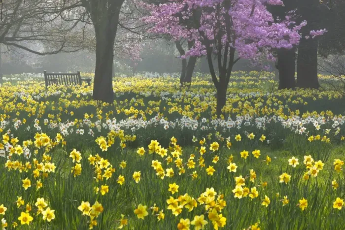 Framed Print : Spring Bloom Print, Hampton, London Framed Print : Spring Bloom Print, Hampton, London