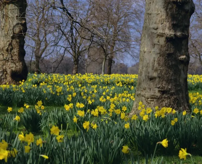 Framed Print : Daffodils in Spring Print - Hyde Park, London Framed Print : Daffodils in Spring Print - Hyde Park, London