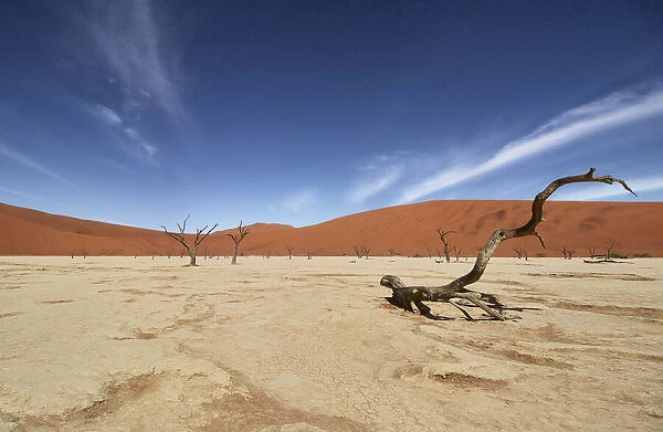 Deadvlei, near Sossusvlei, a dry lake with dead trees in the desert made of red sand