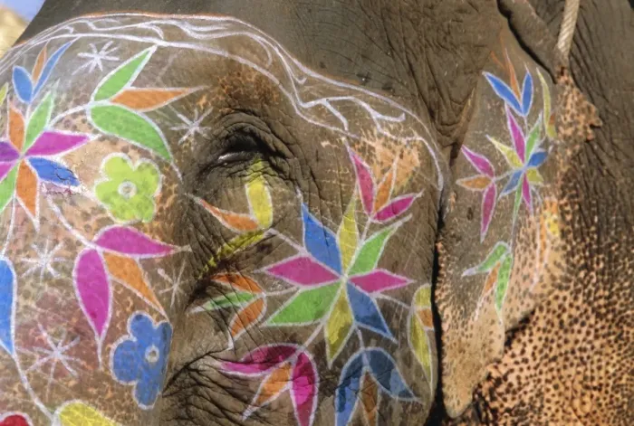 Framed Print : Decorated Elephant Print Framed Print : Decorated Elephant Print