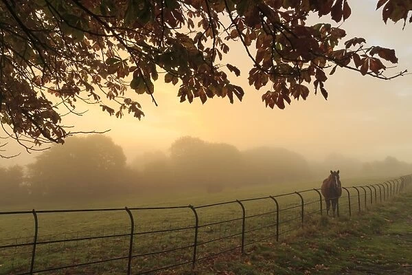 Distant horse in a field at sunrise on a foggy morning in autumn, High Tor, Matlock