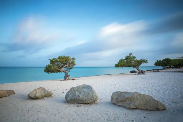 Framed Print : Divi Divi Trees Print on Eagle Beach, Aruba Framed Print : Divi Divi Trees Print on Eagle Beach, Aruba