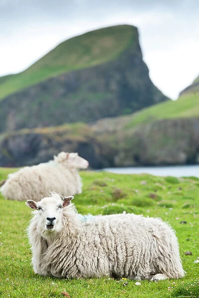 Domestic sheep. Fair Isle, Shetland Islands, Scotland, United Kingdom, Europe