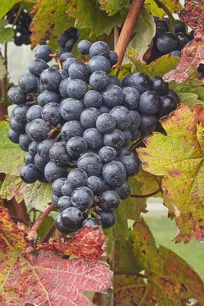 Dornfelder grapes ready for the autumn harvest, at Trevibban Mill Vineyard, near Padstow