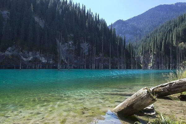 Dried trunks of Picea schrenkiana pointing out of water in Kaindy Lake, Tien Shan Mountains