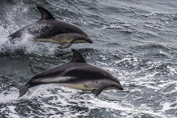 Dusky dolphin (Lagenorhynchus obscurus) jumping, Beagle Channel, Tierra del Fuego