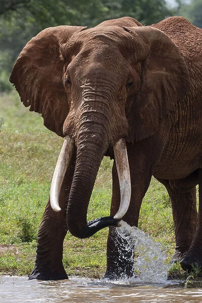 Elephant, Lualenyi, Tsavo Conservation Area, Kenya, East Africa, Africa