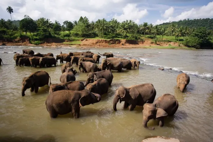 Framed Print : Elephants bathing in the river, Print Framed Print : Elephants bathing in the river, Print