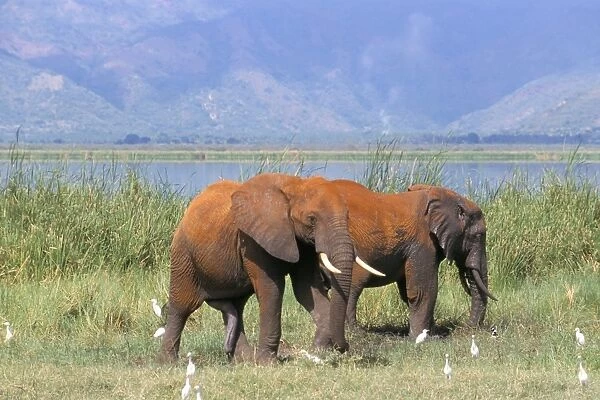 Elephants, Lake Jipe