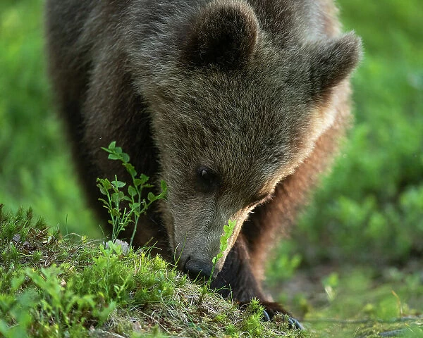 Eurasian brown bear (Ursus arctos arctos) looking for food in forest environment, Finland, Europe