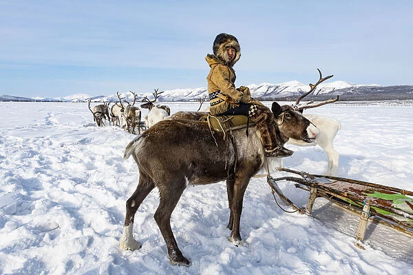 Evenk boy sitting on a reindeer, Oymyakon, Sakha Republic (Yakutia), Russia, Eurasia