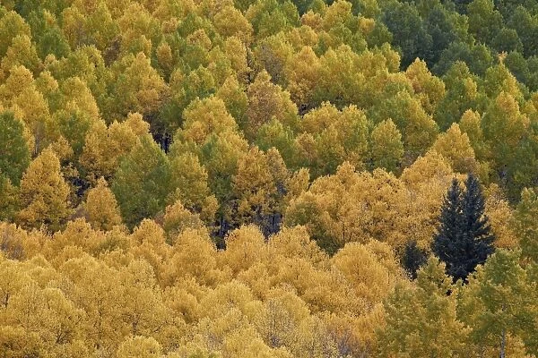 Evergreen among yellow and green aspens in the fall, Uncompahgre National Forest, Colorado, United States of America, North America