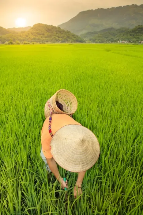 Framed Print : Farmer in Conical Hat, Rice Fields Print Framed Print : Farmer in Conical Hat, Rice Fields Print