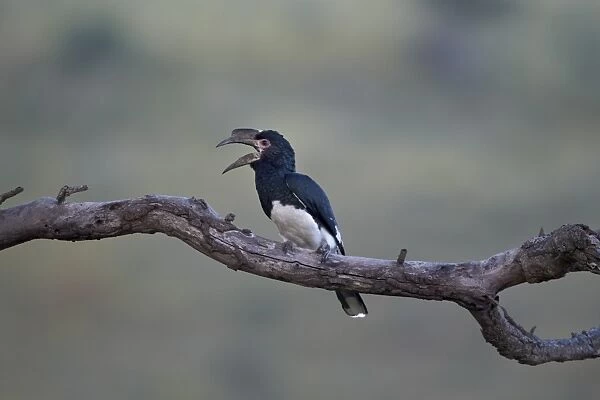 Female trumpeter hornbill (Bycanistes bucinator) calling, Hluhluwe Game Reserve, South Africa, Africa