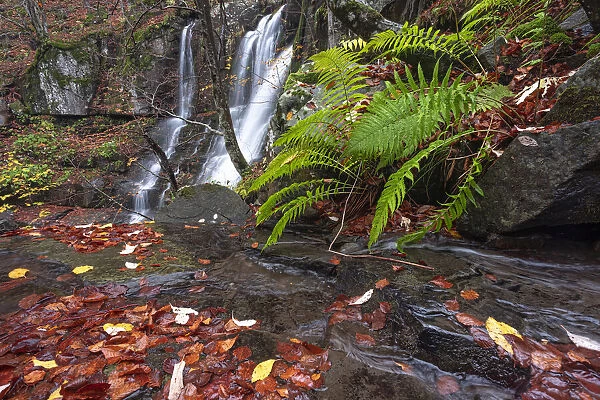 Fern and waterfalls, Dardagna Waterfalls, Parco Regionale del Corno alle Scale