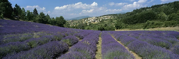 Field of purple lavender below the village of Aurel, Aurel, Vaucluse Department