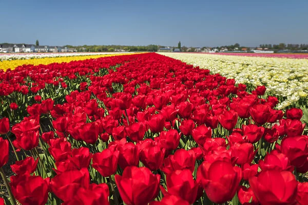 Field of tulips in spring, South Holland, Netherlands, Europe