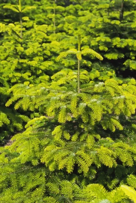 Framed Print : Fir Trees Print Framed Print : Fir Trees Print