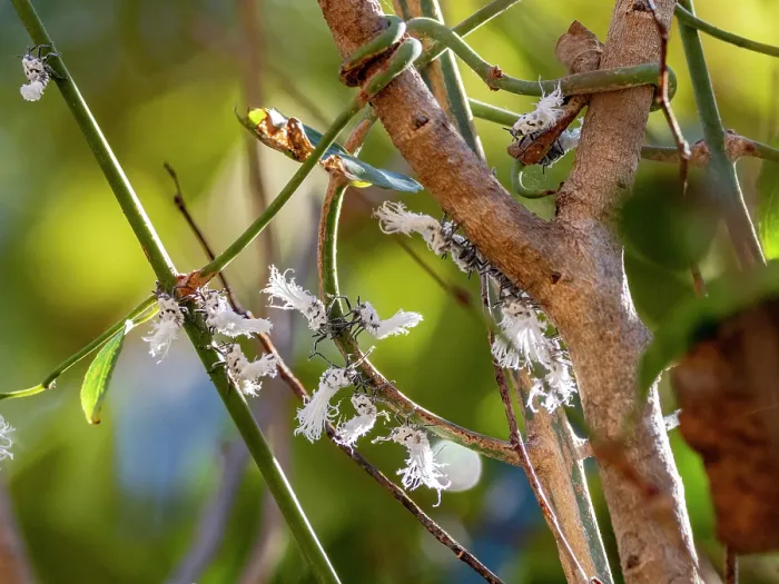 Framed Print : Flatid Leaf Bugs on Tree Branches Print Framed Print : Flatid Leaf Bugs on Tree Branches Print