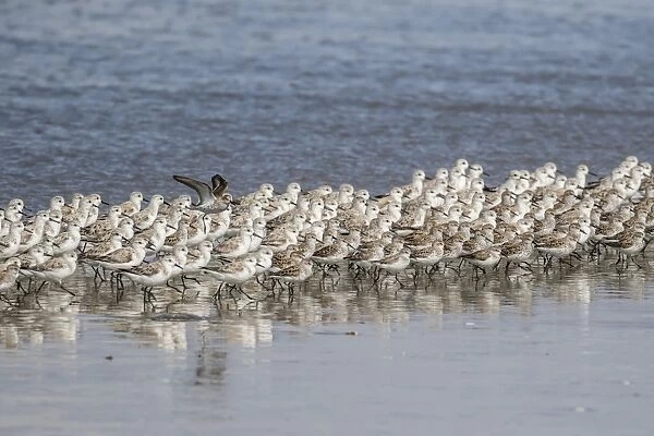 A flock of migrating sanderlings (Calidris alba), Sand Dollar Beach, Baja California Sur