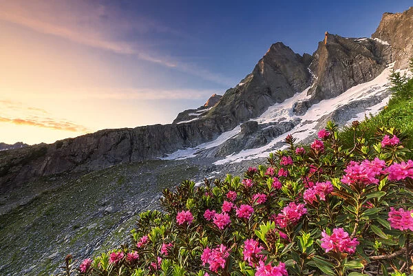 Flowering rhododendrons with the famous Pizzo Badile in the background at sunrise