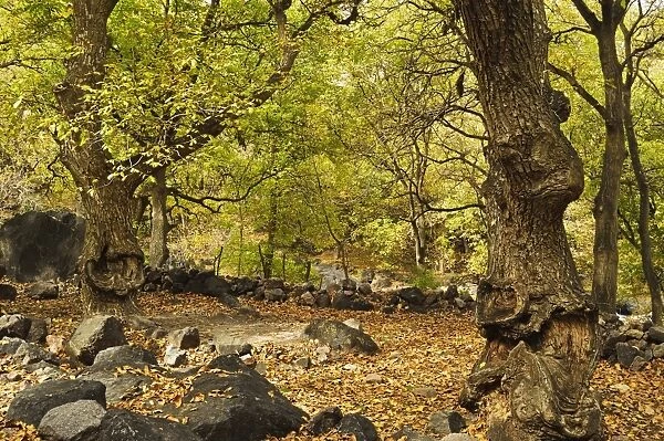 Forest near Imlil village, Toubkal mountains, High Atlas, Morocco, North Africa, Africa