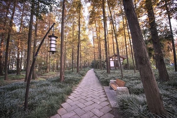 Forest path with bench and lanterns in a West Lake park, Hangzhou, Zhejiang, China, Asia