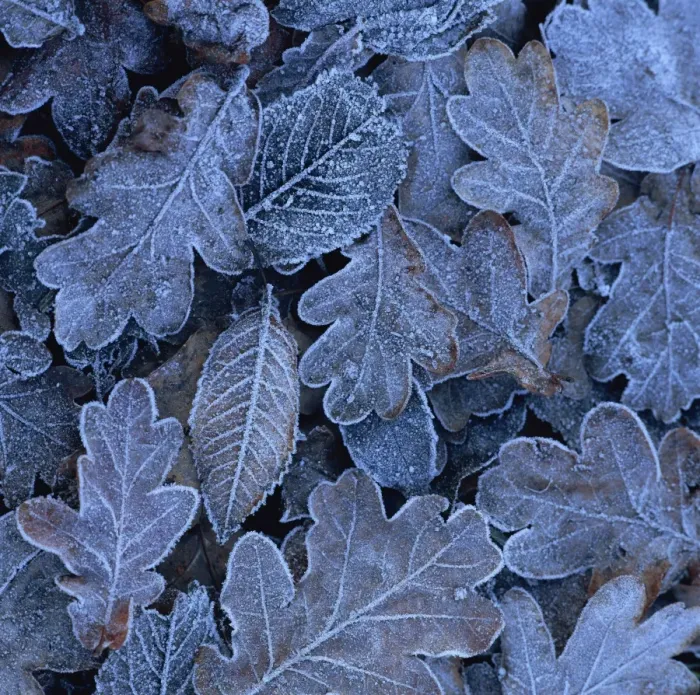Framed Print : Frost on Leaves Print Framed Print : Frost on Leaves Print