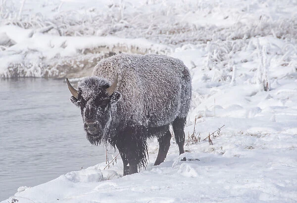 Frozen bison (Bison bison), on a river bank, Yellowstone National Park