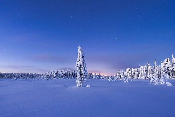Frozen spruce tree in the snow under the starry sky at dusk, Lapland, Finland, Europe