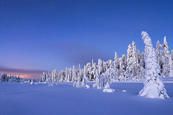 Frozen spruce trees covered with snow during winter dusk, Lapland, Finland, Europe