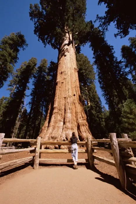 Framed Print : General Sherman Tree Print