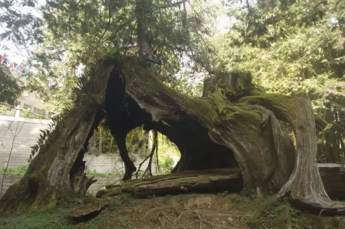 Framed Print : Giant Tree Trunk Print, Alishan Forest