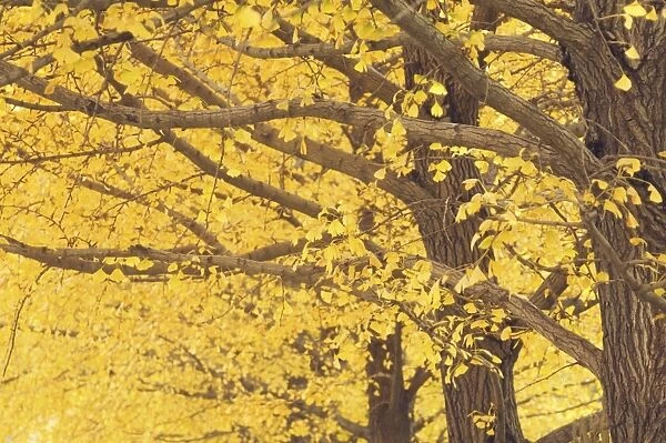 Gingko trees in autumn, Temple of Heaven Park, Beijing, China, Asia