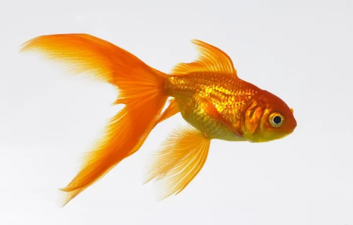 Framed Print : Goldfish Print Framed Print : Goldfish Print