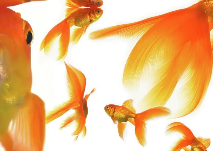 Framed Print : Goldfish Print Framed Print : Goldfish Print