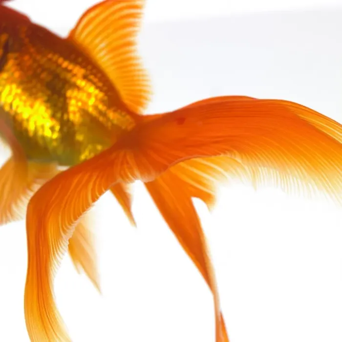 Framed Print : Goldfish Tail Print Framed Print : Goldfish Tail Print