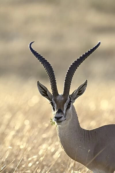 Grants Gazelle (Gazella granti)