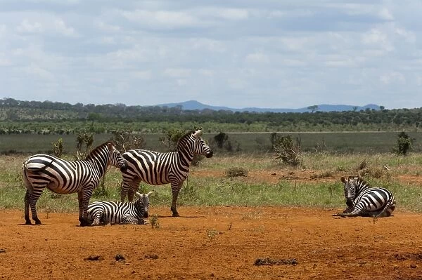 Grants zebra (Equus burchellii boehmi), Tsavo East National Park, Kenya
