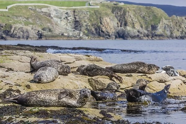 Gray seals (grey seals) (Halichoerus grypus) hauled out on the shoreline on Mainland Island, Shetland Isles, Scotland, United Kingdom, Europe